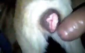 jogo da betsul - guy fucks animal, zoophilia fuck porn